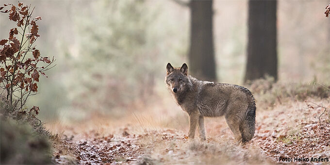 Wolf im Herbstwald